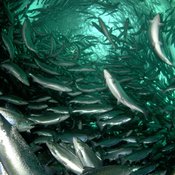 Kuva: <span class="photographer">Erling Svensen / WWF-Canon.</span>