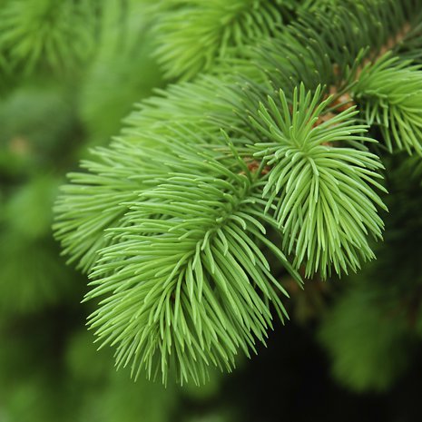 Tuoretta koriin. Kuva iStock