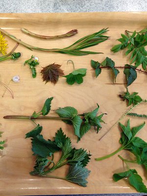 Suomen luonto on täynnä ilmaista ruokaa. Kuva: <span class="photographer">Kiia Renko.</span>