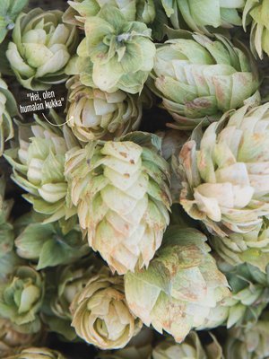 Oluen panemisessa käytetään humalan emikasvia. Humala kuuluu hamppukasveihin ja on siis sukua esimerkiksi kannabikselle. Kuva: <span class="photographer">Charity Burggraaf</span>