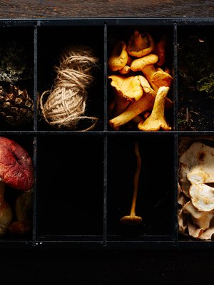 Kuvassa vasemmalla herkkutatti, keskellä ylälokerossa kantarelleja ja alalokerossa suppilovahvero, oikealla lampaankääpiä. Kuva: <span class="photographer">Tuomas Kolehmainen</span>