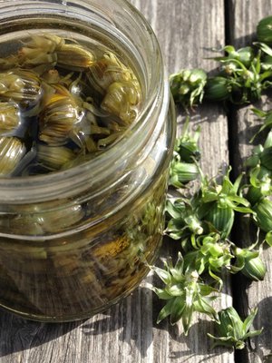 Rehottaako voikukka pihallasi? Pane se kostoksi pikkelsiksi! Kuva: <span class="photographer">Anu Brask.</span>