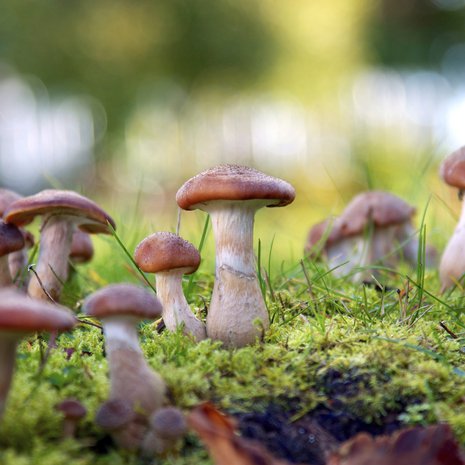 Saalista luvassa! Kuva Istock