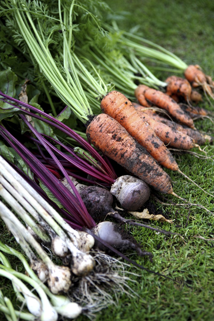 Varmasti tuoretta suoraan maasta. Kuva: <span class="photographer">IStockphoto</span>