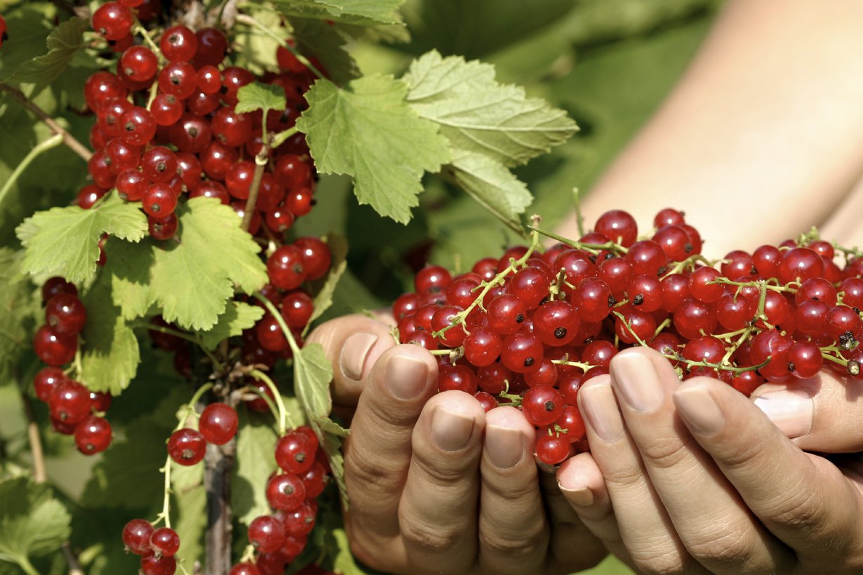Suomalaiset pitävät herukoista, kertoo kysely. Kuva: Istockphoto.