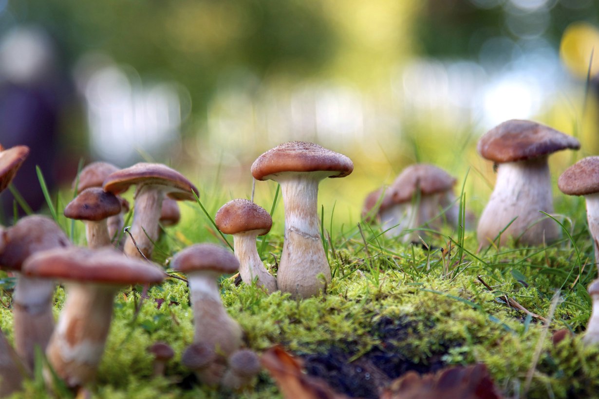 Saalista luvassa! Kuva Istock