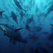 Kuva: <span class="photographer">Brian J. Skerry / National Geographic Stock / WWF.</span>