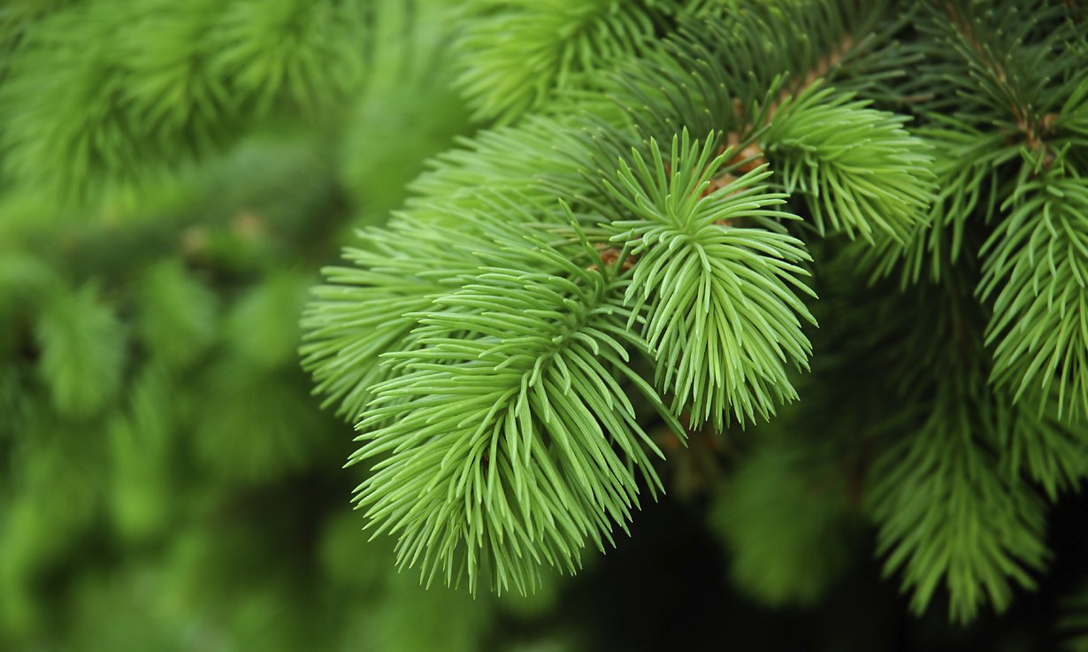 Tuoretta koriin. Kuva iStock