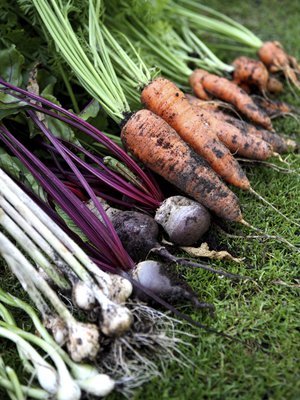 Varmasti tuoretta suoraan maasta. Kuva: <span class="photographer">IStockphoto</span>