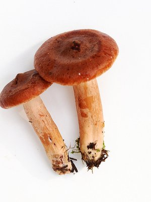 Kuva: <span class="photographer">Sanoma-arkisto/Kimmo Räisänen</span>