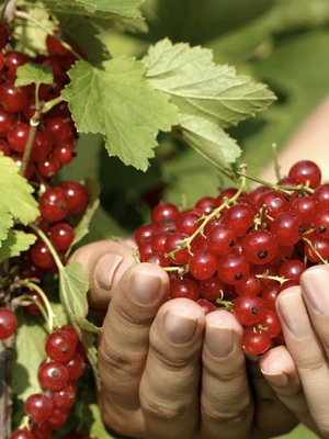 Suomalaiset pitävät herukoista, kertoo kysely. Kuva: <span class="photographer">Istockphoto.</span>