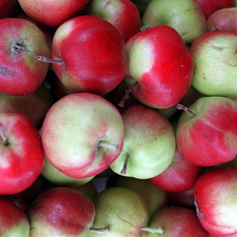 Omenaa tulee! Kuva: Sanoam-arkisto/ Ari-Veikko Peltonen